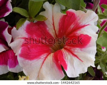 My favorite petunias are in bloom. She was brought up and photographed with great love. We invite you to enjoy the unusually beautiful flowers of different colors and .