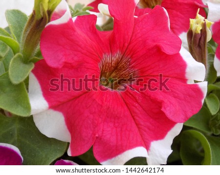 My favorite petunias are in bloom. She was brought up and photographed with great love. We invite you to enjoy the unusually beautiful flowers of different colors and .