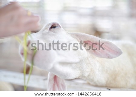 White and black goats in the stall on a blurred background.
