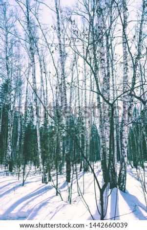 Wood Birch Trees and Pines in the Snowy Landscape Background of Nature Winter Park 