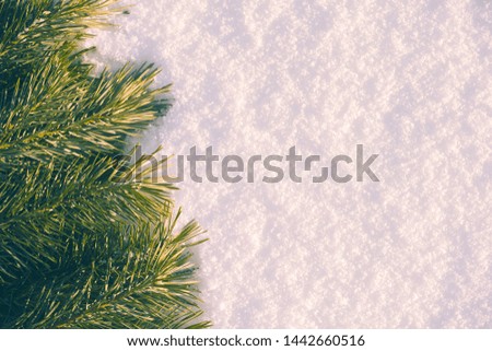 Christmas Flatlay Composition with Green Pine Tree Brunches on White Snow Texture Background, Creative Xmas Layout Fir Border Present Card Mockup, Nature New Year Concept
