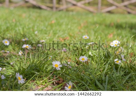 Green meadow and sunshine. Background with grass. Free space for text