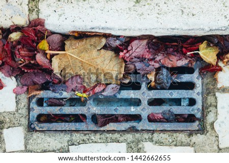 AUTUMN WET LEAVES FALLEN ON STRETCH METAL GRID IN STREET Royalty-Free Stock Photo #1442662655