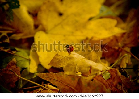ladybug on a yellow leaf in autumn