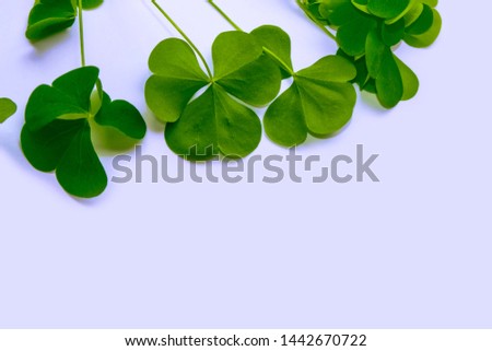green clover leaves. St.Patrick 's Day. Spring natural background.