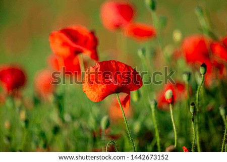 A close up of a poppy flower in the Sussex countryside, with a shallow depth of field