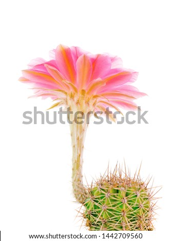 a macro closeup of a beautiful silky pink purple tender Echinopsis Lobivia cactus flower and petals isolated on white 