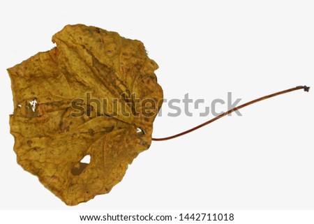 dried leaves photographed with a white background, taken directly from nature, native leaves are not artificial