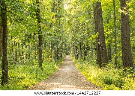 Path in a dense beautiful forest during summer time