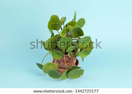 a Pilea peperomioides, also known as a Chinese money plant, isolated on a turquoise background. Summer atmosphere. Minimal color still life photography