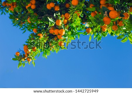 Orange tree with a view to the sky Royalty-Free Stock Photo #1442725949