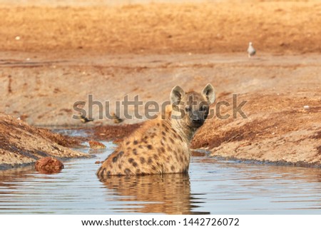 Hyena in the water to cool off