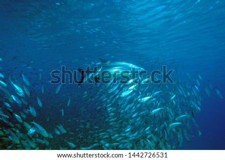 Atlantic tarpon,Megalops atlanticus is a ray-finned fish 