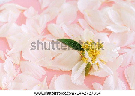 White tender peony petals on pink background.