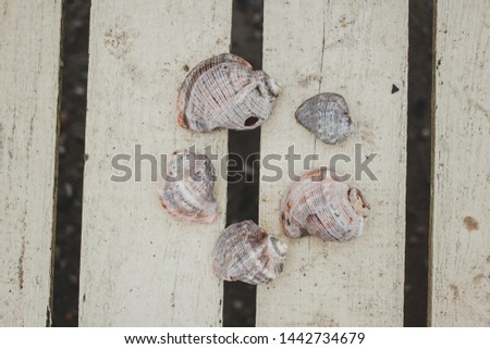 seashells close-up on the sea