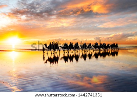 Camels walking along Cable Beach at sunset in the north-west town of Broome, Western Australia, Australia. Camel rides at sunset are a popular tourist activity in Broome. Royalty-Free Stock Photo #1442741351