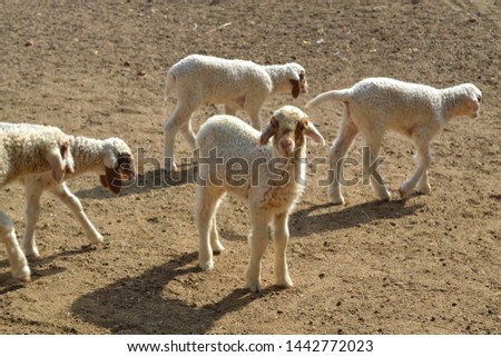 Groups of sheep in Rajasthani desert in India
