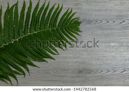 Fern on wooden background. Green decorative leaf on light wood background