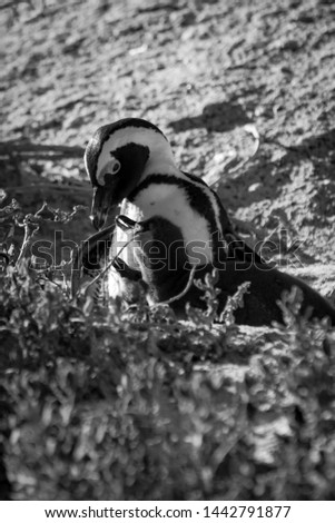 Boulders Penguin Colony - African Penguin.
This photo was made in Cape Town on Penguin Colony.

June 2019