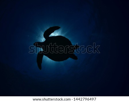 Turtle underwater sun shine beam