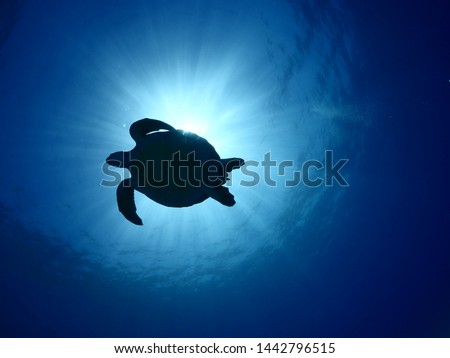 Turtle underwater sun shine beam