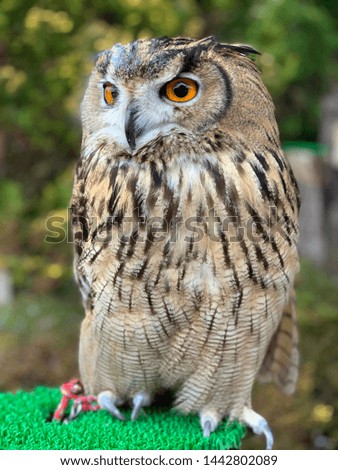 Wild Owl with Yellow eyes and beautiful Colors