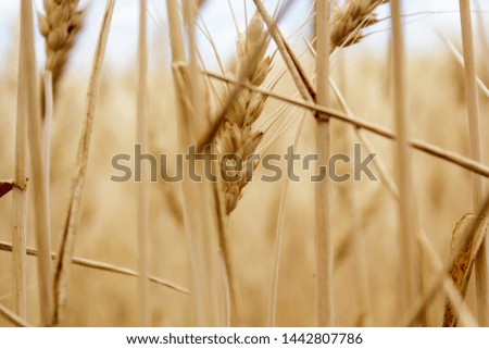 
spikelets and stalks of wheat against the background of a golden field