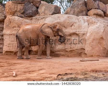 The African bush elephant (Loxodonta africana), also known as the African savanna elephant.