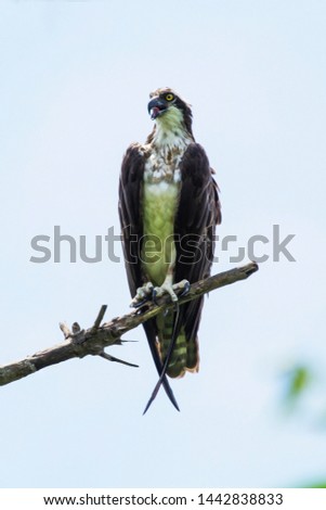 Pandion haliaetus, águia pescadora bird at Brazil