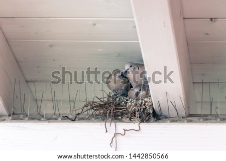 Young pigeon birds and mother are sitting in a bird nest Royalty-Free Stock Photo #1442850566