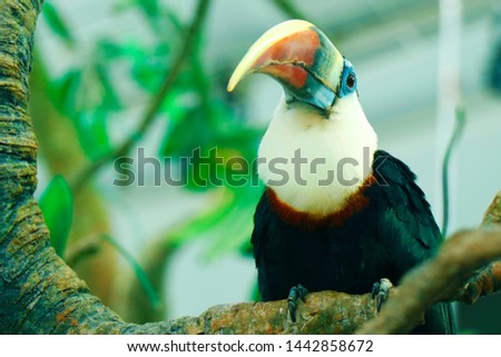  toucan bird similar to hornbill bird.are members of the Neotropical near passerine bird family Ramphastidae.They are brightly marked and have large, often-colorful bills.family includes five genera 