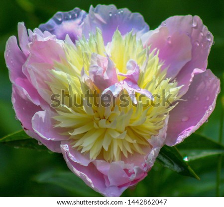 Pink and yellow peony flower closeup