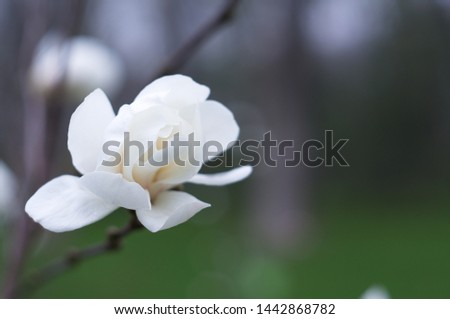 Blooming magnolia for screensaver or background. Nature.  