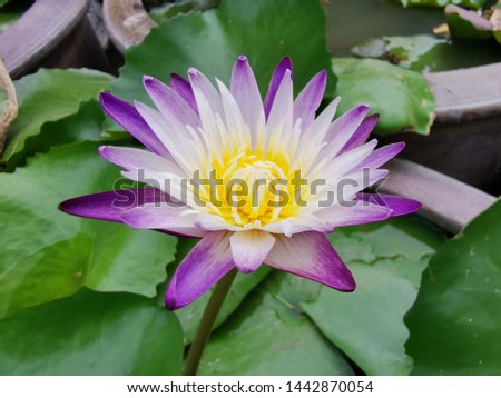 Close up of beautiful lotus blooming in the pond.