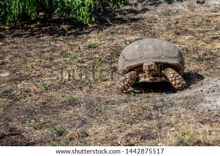 The African spurred tortoise (Centrochelys sulcata), also called the sulcata tortoise.