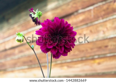 Purple dahlia flower on wooden wall background. One beautiful flower and two buds