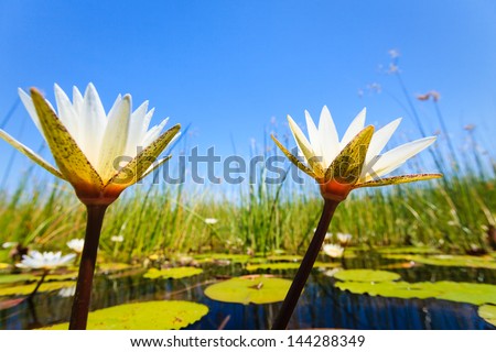 Two white water lilies blossoms reach toward the bright morning sky in Okavango Delta, Chobe National Park, Botswana, Africa