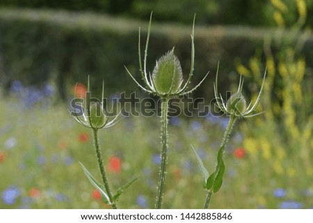 A close up of three spear thistles - cirsium vulgare in an English meadow 