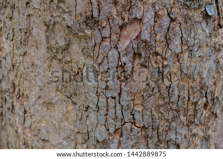 Closeup of the shell surface of the tree. See the pattern clearly.