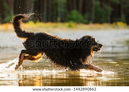 Dog hovawart is playnig in the water, strong back light sunset