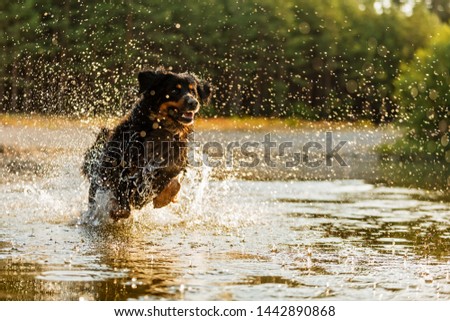 Dog hovawart is playnig in the water, strong back light sunset