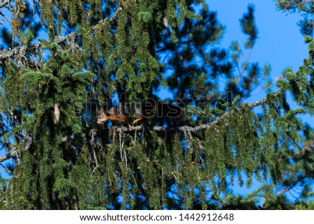 Squirrel in a tree, blue sky morning.