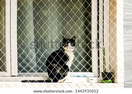 cat in cage, beautiful photo digital picture