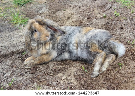 Rabbit eating grass in the garden