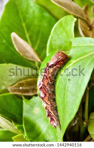 caterpillar on leaf, photo as a background, digital image