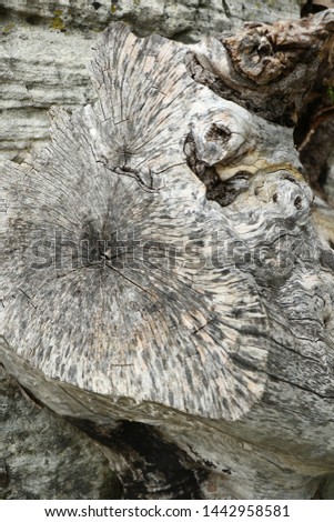 Old Tree.Wooden grey texture on the grey stone background.