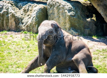 Baby elephant learns to walk. The confused look of an elephant. Kind and charming baby. The wonderful world of animals. Stock photo. 