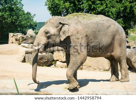 A huge and beautiful elephant with large white tusks. The wonderful world of animals. Completely unflappable and self-confident. Stock photo.