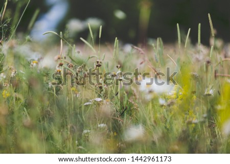 Close up of pretty wild flowers and grass