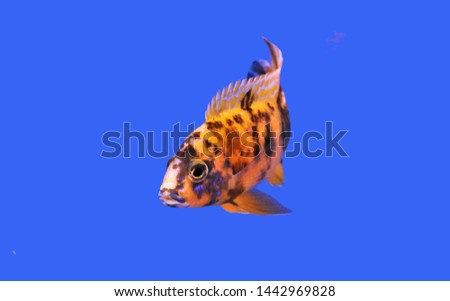 The colorful yellow OB Peacock on blue isolated background. It is a man-made cichlid, Aulonocara is freshwater fish, African cichlids in Cichlidae family.